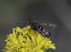 Synanthedon chrysidipennis
