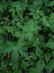 Aconitum lasiostomum