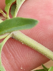 Monarda pectinata