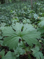 Aconitum lasiostomum