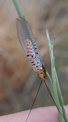 Italochrysa stigmatica