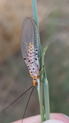 Italochrysa stigmatica