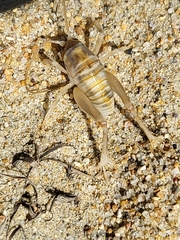 Rhachocnemis validus