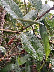 Schultesianthus coriaceus