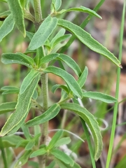 Monarda pectinata