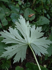 Aconitum lasiostomum