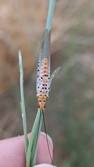 Italochrysa stigmatica