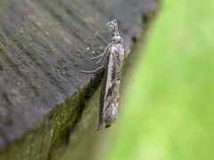 Platytes alpinella