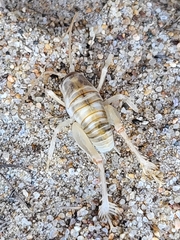 Rhachocnemis validus