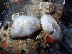 Asterocarpa coerulea