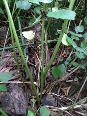 Aconitum lasiostomum