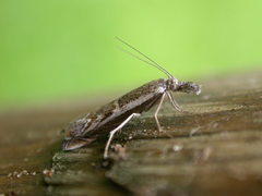Platytes alpinella
