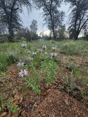 Monarda pectinata