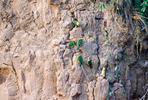 White-bellied Parrot (Black-legged)