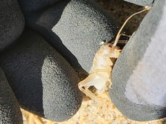 Rhachocnemis validus