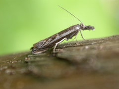 Platytes alpinella