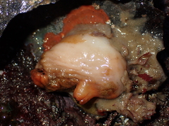 Cnemidocarpa bicornuta