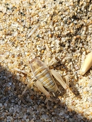 Rhachocnemis validus
