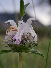 Monarda pectinata