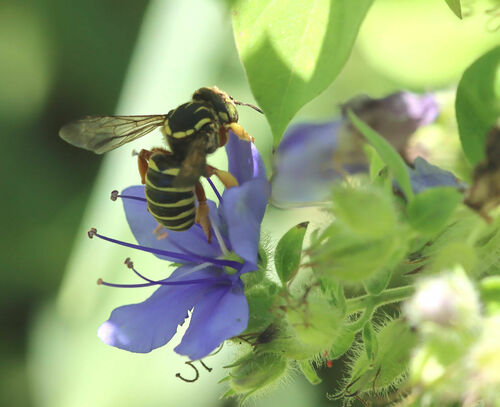 Stripe-backed Resin-Leafcutter photographed in Arkansas