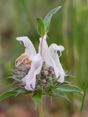 Monarda pectinata