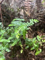 Weinmannia tomentosa