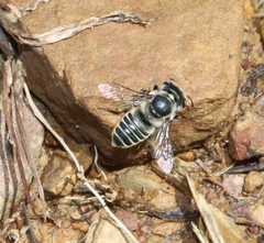 Megachile brevis