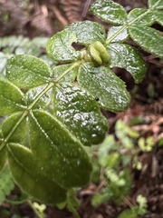 Weinmannia tomentosa
