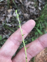 Liatris microcephala