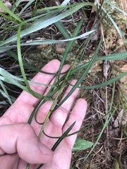 Liatris microcephala