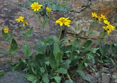 Arnica ovata