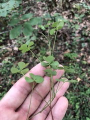 Oxalis grandis