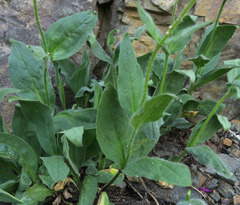 Arnica ovata