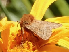 Eriopygodes imbecilla