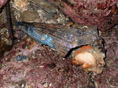Cnemidocarpa bicornuta