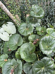 Farfugium