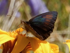 Erebia tyndarus