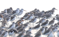 Limnodromus semipalmatus