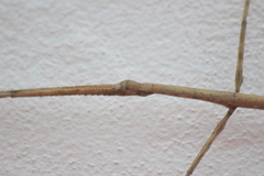 Clitumninae