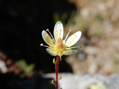 Saxifraga bryoides