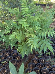 Juglans jamaicensis