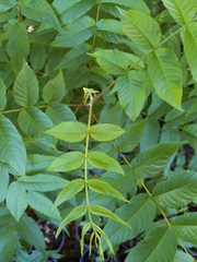 Juglans jamaicensis