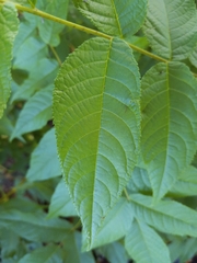 Juglans jamaicensis