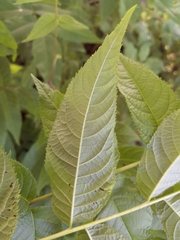 Juglans jamaicensis