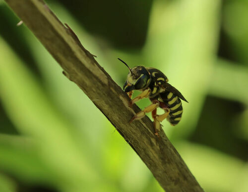 Stripe-backed Resin-Leafcutter
