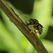 Trachusa dorsalis - Photo (c) hr_dragonfly,  זכויות יוצרים חלקיות (CC BY-NC)