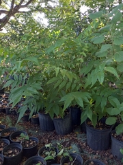 Juglans jamaicensis