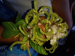 Heliotropium verdcourtii