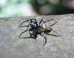 Phintella bifurcilinea