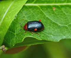 Plagiodera arizonae